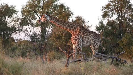 plano general de una jirafa alimentándose de un árbol pequeño en luz dorada, gran kruger