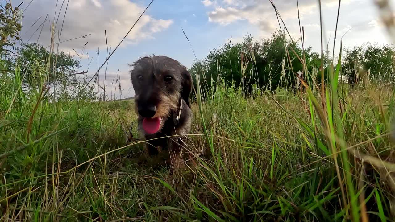 perro dachshund feliz caminando al aire libre en el campo, explorando, uruguay