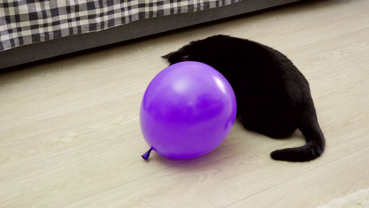 한 마리의 검은 고양이가 거실 바닥에서 보라색 풍선으로 놀고 있다.
