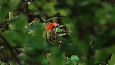 Guacamaya-Roja-Loro-Comiendo-Costa-Rica-Vida-Silvestre-Selva