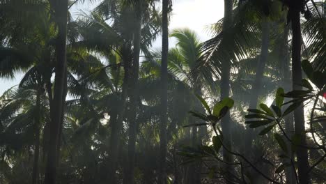 el humo llena el aire para crear una vista nebulosa en la exuberante jungla tropical con rayos de sol