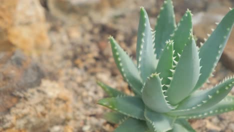closeup of an aloe vera cactus growing on sandy soil closeup of an aloe vera cactus growing on sandy soil succulents droughtresistant plants