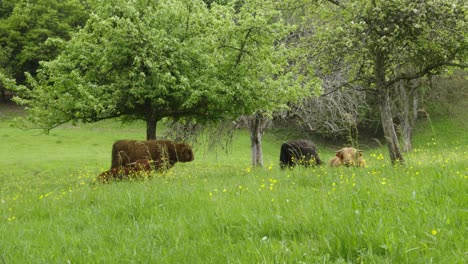 highland cows cattle of various colors relaxing and grazing in fields