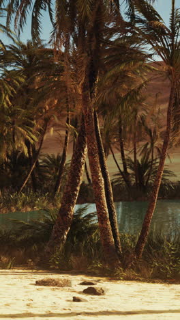 palm trees in a desert oasis