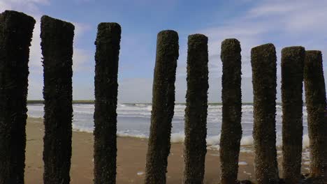 Die-Holzpfähle-In-Zeeland-Sollen-Die-Erosion-Der-Küste-Verhindern