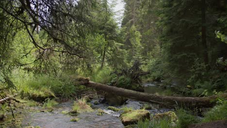 forest creek scene