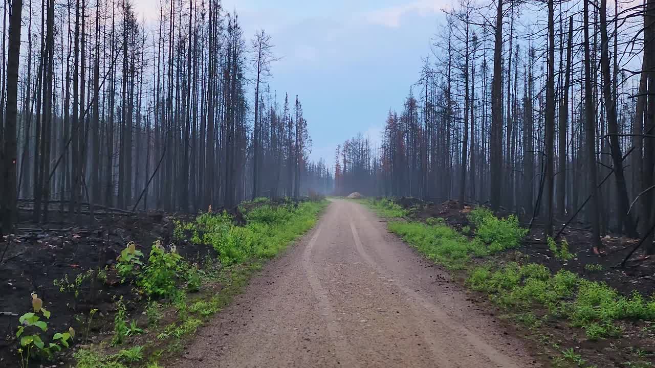 화재로 황폐화 된 숲