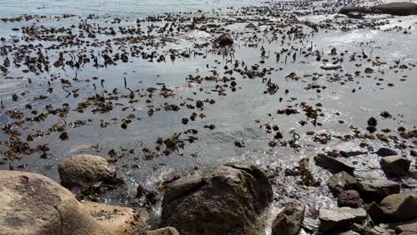 kelp forest in the waves