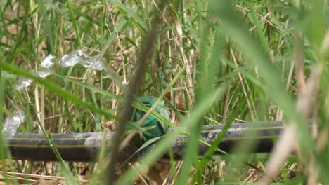 Drip-slowly-to-the-roots-of-plants,-either-from-above-the-soil-surface-or-buried-below-the-surface