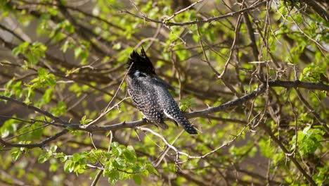 close up shot of the black and white dotted back of a giant kingfisher perching in a tree in africa