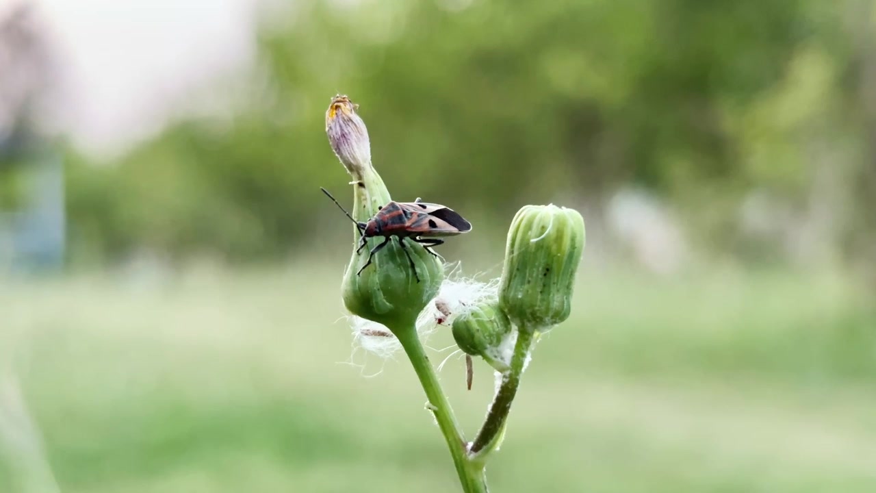 Primo piano di un piccolo insetto che riposa su un bocciolo di fiore selvatico in un ambiente naturale all'aperto