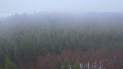 Filmischer-Flug-über-Den-Wald