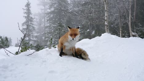 lonely fox walking on snow in winter