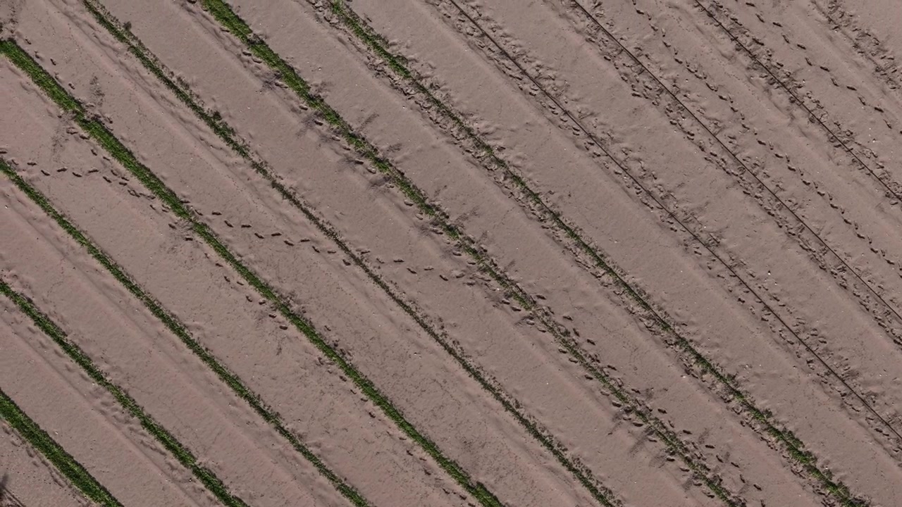 Drone shot of crop rows on a farming field ready for planting season.