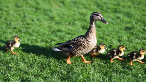 mother mallard and ducklings