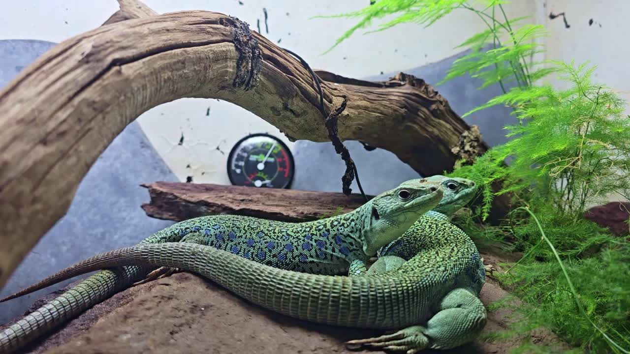 Nærbilde av to øgler som hviler sammen i terrarium med sammenflettede haler