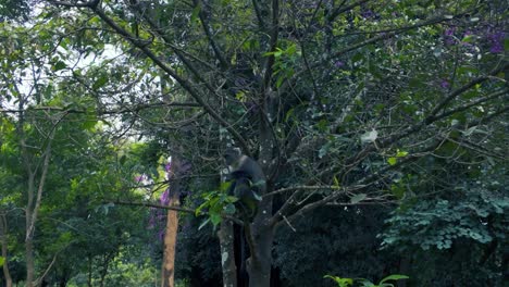 Affe-Auf-Einem-Baum-Im-Park