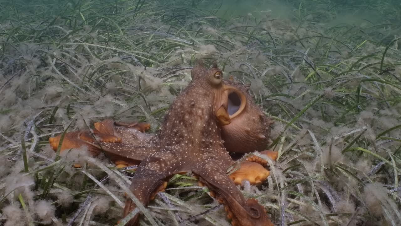 Maori Octopus Macroctopus propulsion jetting underwater and swimming on sea grass beds and under pier 4k 60fps