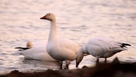 Beautiful-snow-geese-eat-plants-in-the-water-during-sunset