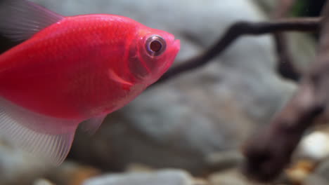 fluorescent tetra as seen in daylight