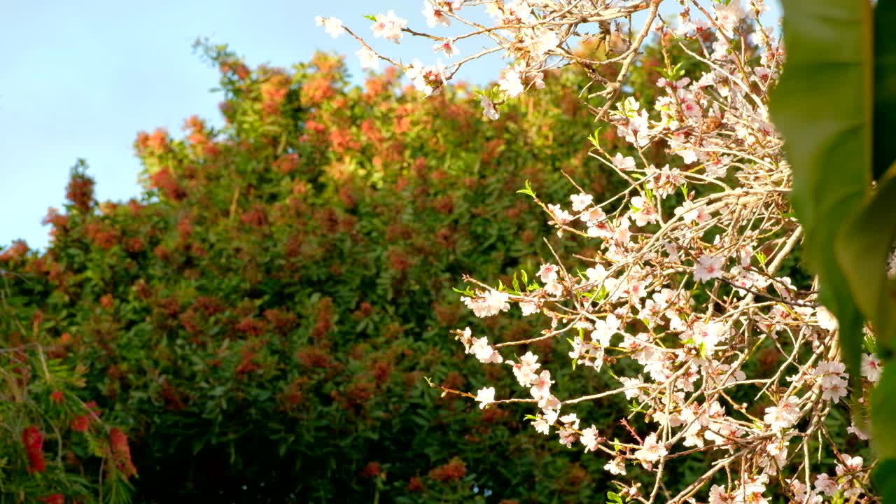 Springtime blossoms flowers of stone fruit tree in backyard, telephoto