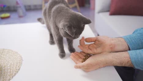 the gray cat eating cat food from the owner's hand.