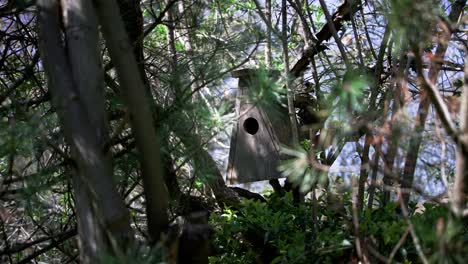 Unique-homemade-nesting-box-for avian-wildlife