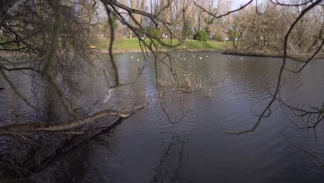 Aufschlussreiche-Fockaufnahme-Eines-Reihers,-Der-Sich-Auf-Einem-Baumstamm-Am-See-Entspannt,-Bevor-Er-Mit-Geringer-Schärfentiefe-Davonfliegt