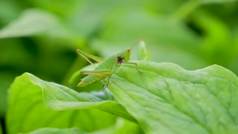 Saltamontes-Verde-Sobre-Hojas-Verdes-1