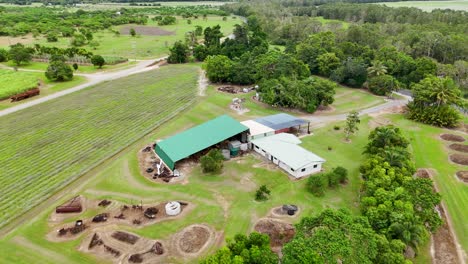 drone footage captures a lush sugarcane farm in port douglas, queensland, showcasing green fields and farm structures under overcast skies
