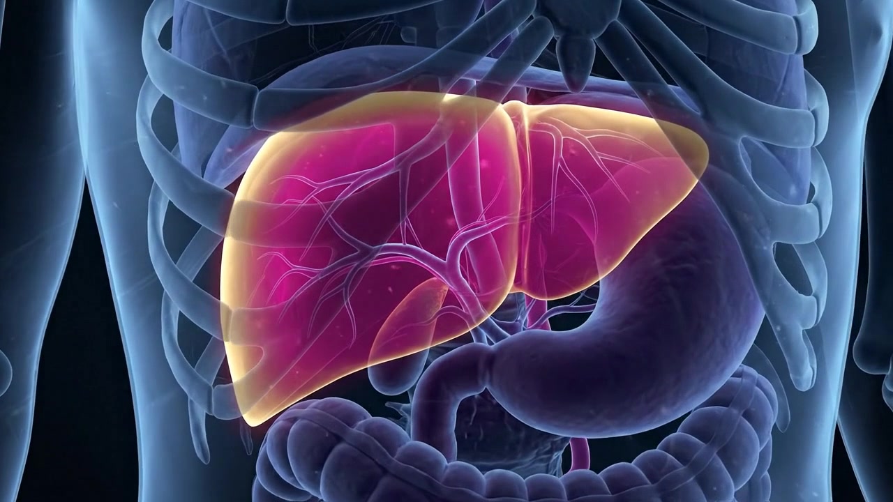 3D Medical Animation of Human Liver Anatomy
