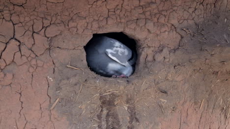 Taube-Baut-Ein-Nest-In-Einer-Lehmhütte-In-Einem-Ländlichen-Nigerianischen-Dorf