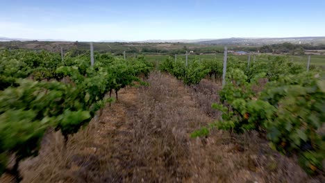 Aerial-flight-in-between-rows-on-vines-within-a-vineyard-in-the-south-of-France