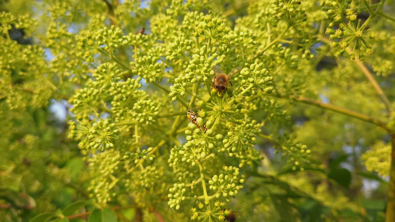 primer plano de una abeja melífera polinizando la pernisona silvestre en un día soleado con el gusano de la telaraña ailanthus cerca