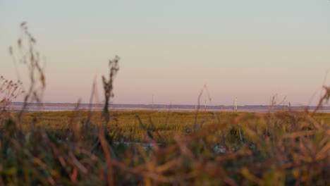 beautiful marshland on sunny evening with plants in foreground, slide left