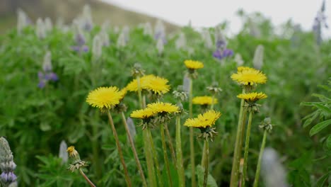 un primer plano de diente de león amarillo en un campo de flores de islandia