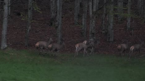 Gruppe-Von-Hirschen,-Die-In-Der-Dämmerung-Im-Frühling-Im-Wald-Laufen,-In-Zeitlupe-4k