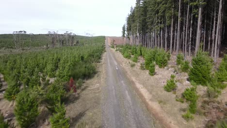 Drone-aerial-moving-backwards-and-rising-on-a-country-road-with-tall-pine-on-one-side-and-young-pine-forests-on-the-other