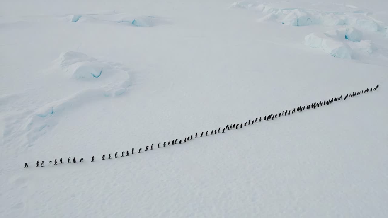 A Majestic Line of Penguins Journeying Across the Icy Landscape: A Stunning Aerial View Showcasing Their Collective Movement Amidst the Freezing Terrain