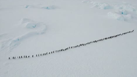 a majestic line of penguins journeying across the icy landscape: a stunning aerial view showcasing their collective movement amidst the freezing terrain