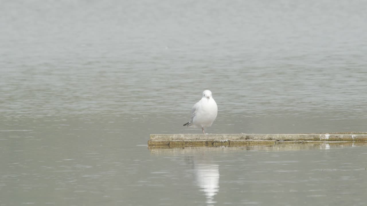 I white bird perches on an outcrop.