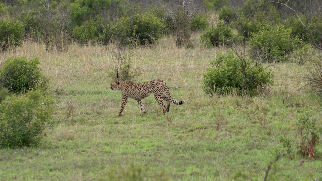 una gran hembra de guepardo camina con confianza a través de un prado abierto, el parque nacional kruger, acinonyx jubatus jubatus
