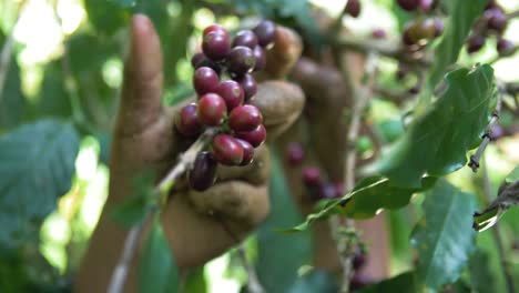 un primer plano de las manos de un agricultor recogiendo granos de café maduros rojos del árbol en el salvador