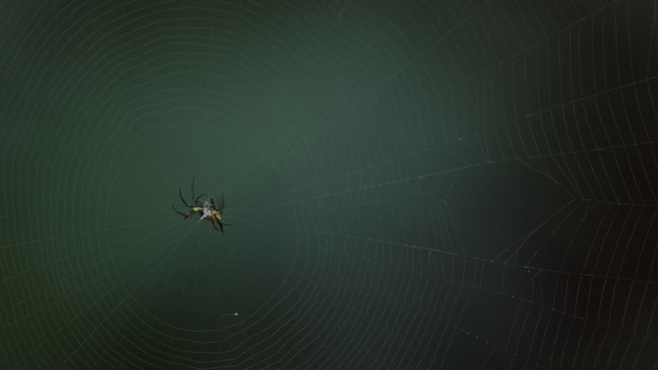 A black and yellow spider spins its web toward the center, than grabs hold of another insect caught in the web, close up static shot