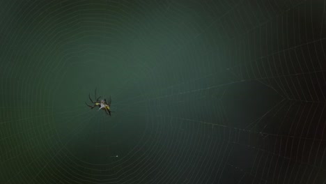a black and yellow spider spins its web toward the center, than grabs hold of another insect caught in the web, close up static shot