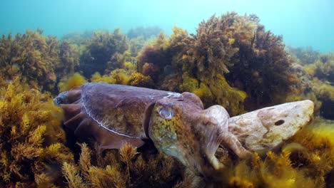 giant australian cuttlefish sepia apama migration whyalla south australia 4k slow motion, mating, laying eggs, fighting, aggregation, underwater