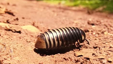 un pequeño insecto oscuro con muchas patas y un cuerpo que parece una armadura, se arrastra por la tierra bajo la luz del sol