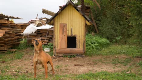 Young-small-pet-defending-his-territory-and-dog-house