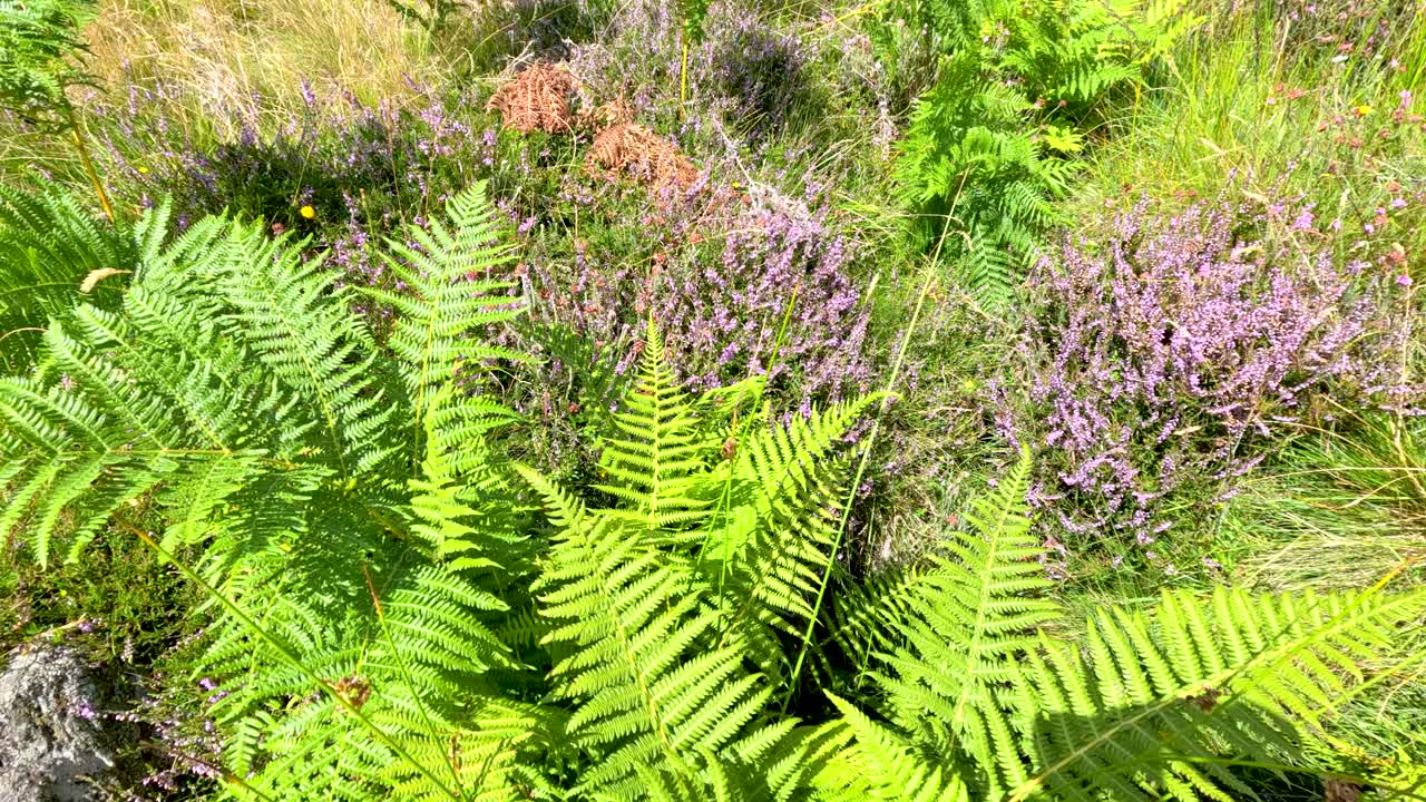 Bright green fern fronds sway in a sunlit wildflower meadow on a Scottish hillside