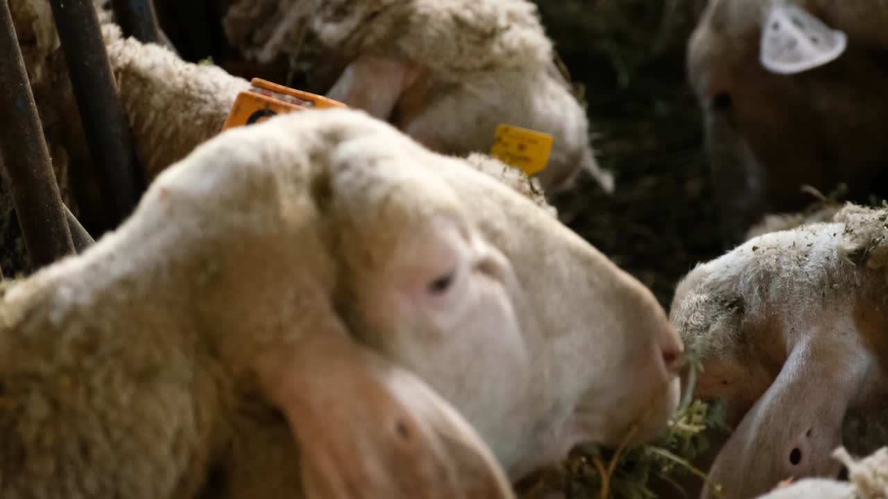 Un gregge di pecore in una fattoria.